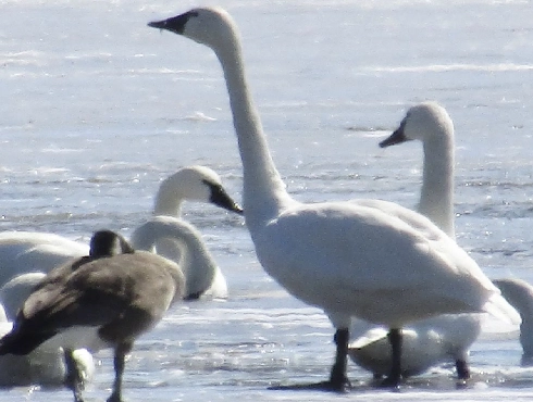 Tundra Swan